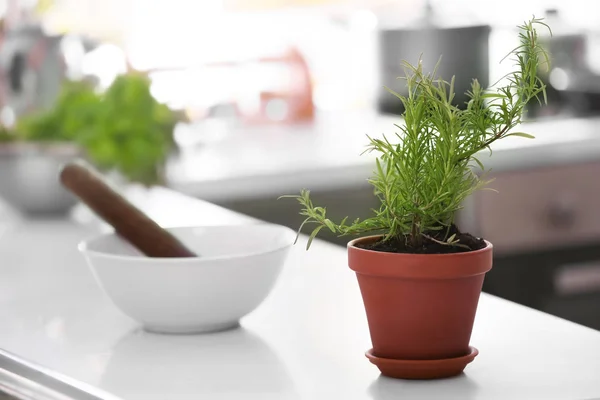 Pot Dengan Rosemary Segar Atas Meja Putih Dapur — Stok Foto