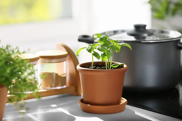 Pot Dengan Kemangi Hijau Segar Atas Meja Dapur — Stok Foto