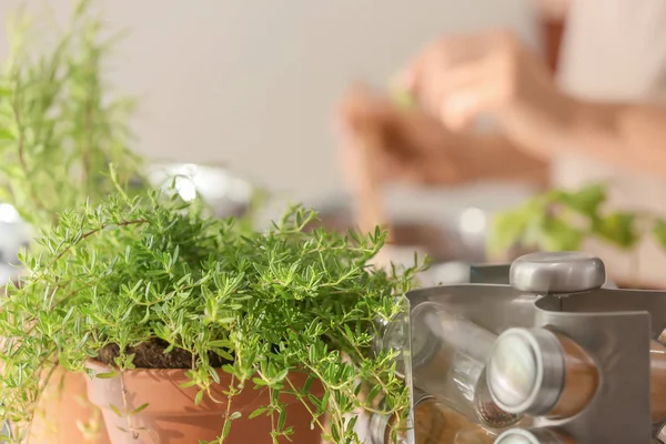 Pot Fresh Thyme Kitchen — Stock Photo, Image