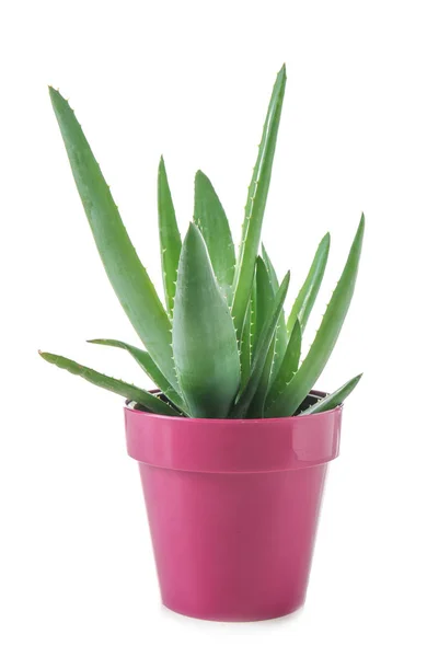 Flowerpot Aloe Vera White Background — Stock Photo, Image
