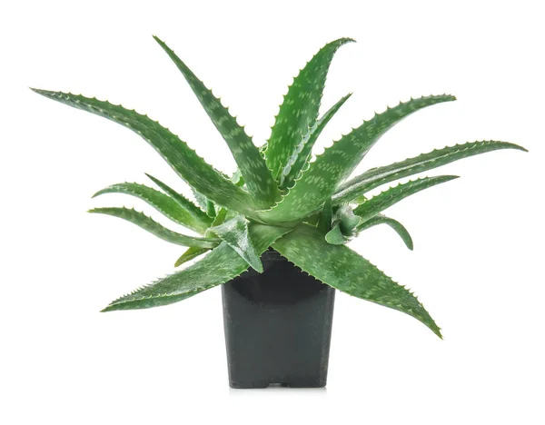 Blomkruka Med Aloe Vera Vit Bakgrund — Stockfoto