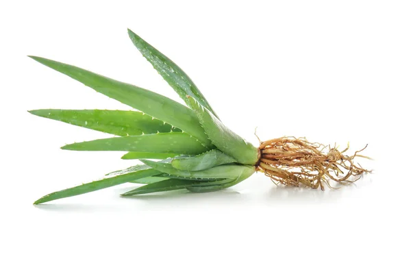 Aloe Vera Fresco Sobre Fundo Branco — Fotografia de Stock