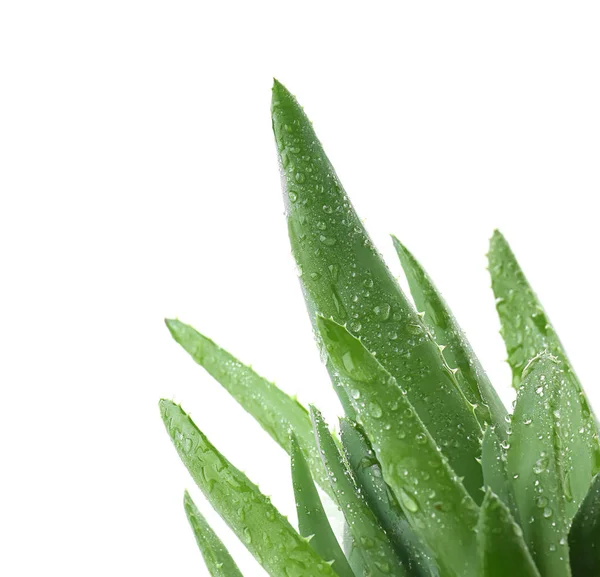 Hojas Frescas Aloe Vera Con Gotas Agua Sobre Fondo Blanco — Foto de Stock