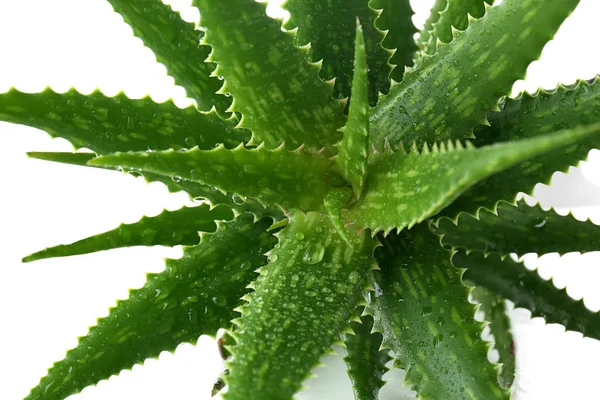 Frische Aloe Vera Blätter Mit Wassertropfen Auf Weißem Hintergrund Nahaufnahme — Stockfoto