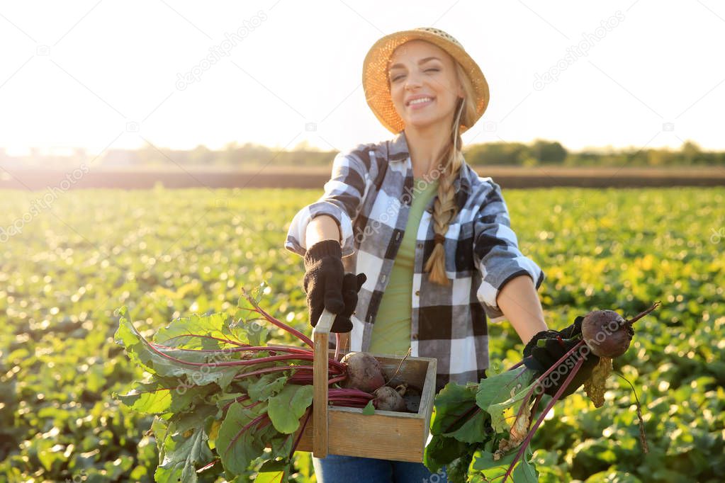 Female farmer gathering beetroot in field