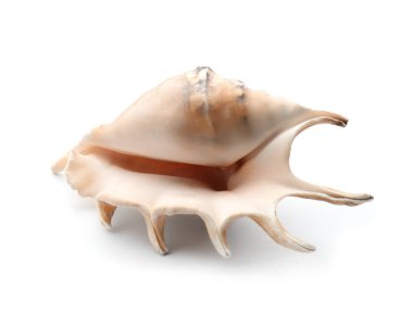 beyaz zemin üzerinde güzel deniz kabuğu