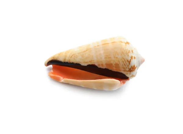 Shell Krásné Moře Bílém Pozadí — Stock fotografie