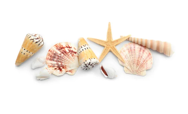 白い背景に様々な貝殻が集まり — ストック写真