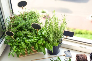 Tencere pencere üzerinde taze aromatik otlar ile