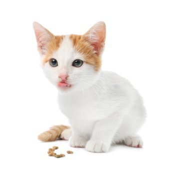 Beyaz arka planda sevimli küçük kedi yavrusu