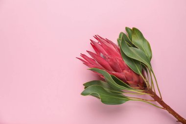 Güzel tropikal çiçek renk arka plan üzerinde