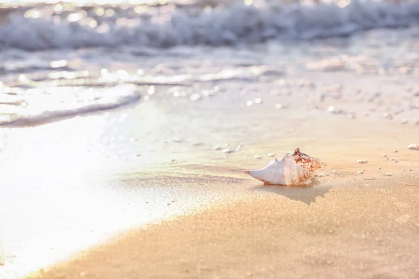 Sea Shell Sandy Beach — Stock Photo, Image