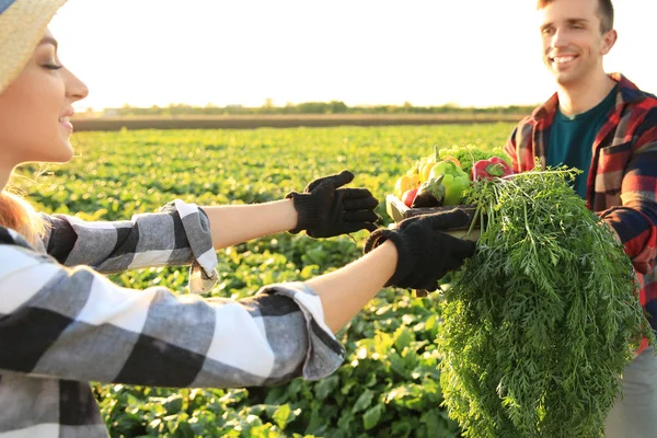 Hombre Dando Cajón Con Verduras Recogidas Agricultora Campo — Foto de Stock