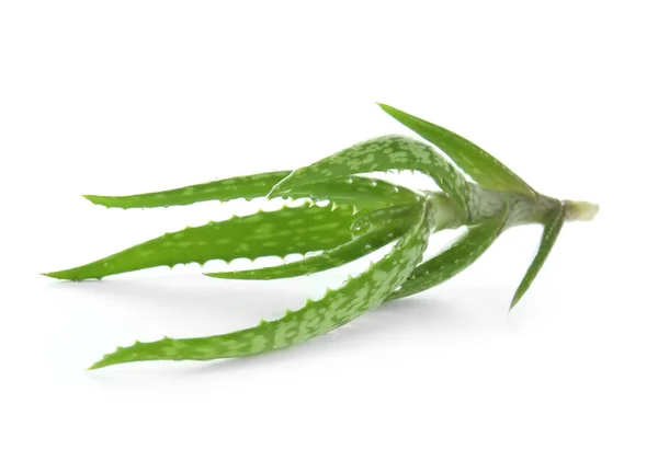 Vera Aloe Segar Pada Latar Belakang Putih — Stok Foto