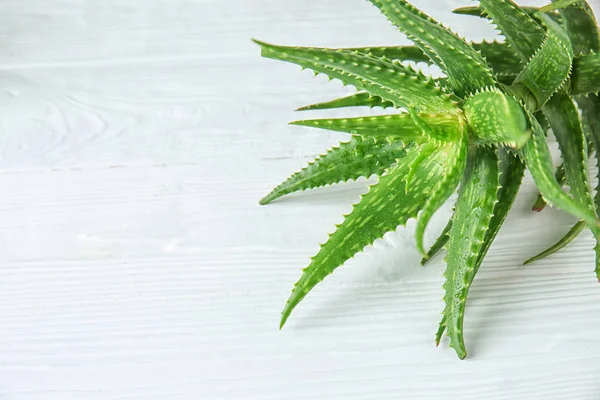 Aloe Vera Frais Sur Table Bois Blanc — Photo