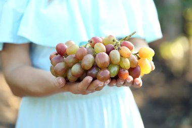 Küme taze olgun sulu üzüm üzüm bağıyla tutan kadın
