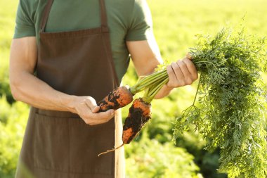Alanda toplanan havuç ile çiftçi