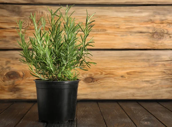 Planta Romero Verde Maceta Sobre Mesa Madera — Foto de Stock