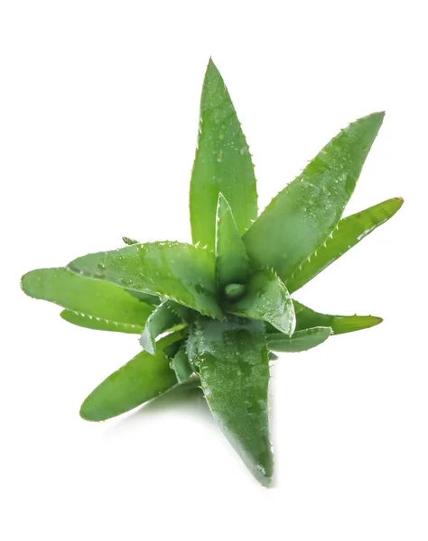 Vera Aloe Segar Pada Latar Belakang Putih — Stok Foto