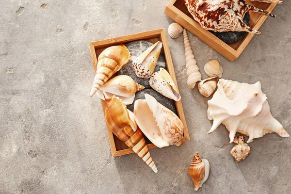 Boxes Different Sea Shells Grey Background — Stock Photo, Image