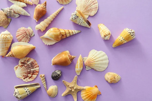 Different Sea Shells Color Background — Stock Photo, Image