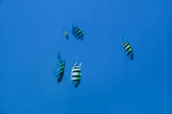 Peces Nadando Mar Azul —  Fotos de Stock