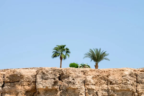 Hermosa Vista Palmeras Rocas Día Soleado — Foto de Stock