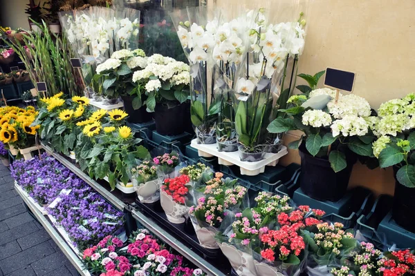 Assortment Beautiful Flowers Shop Outdoors Stock Picture