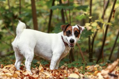 Sonbahar Park şirin komik köpek