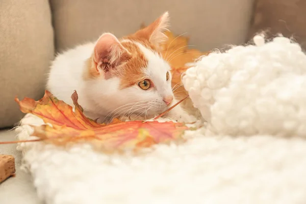 Cute Little Kitten Autumn Leaves Sofa Home — Stock Photo, Image