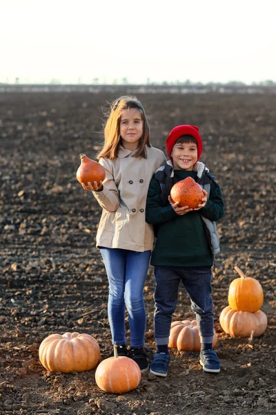 Lindos Niños Pequeños Con Calabazas Campo Otoño — Foto de Stock