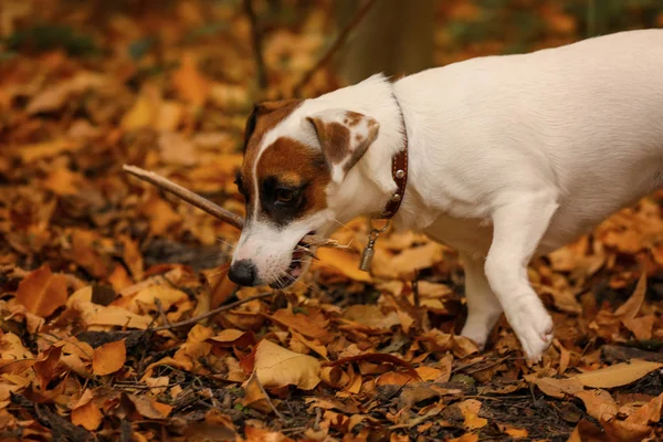 Cute Funny Dog Playing Stick Autumn Park — Stock Photo, Image