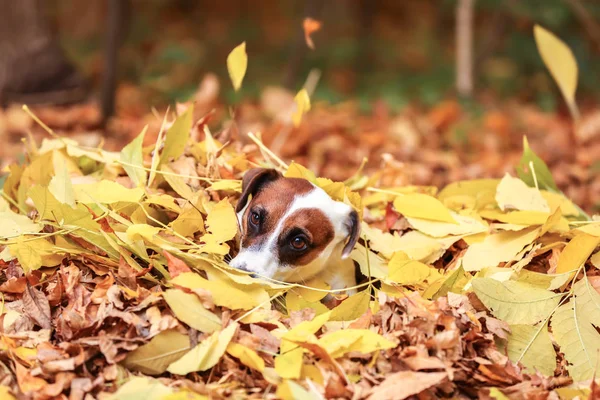 Netter Lustiger Hund Auf Gelben Blättern Herbstpark — Stockfoto