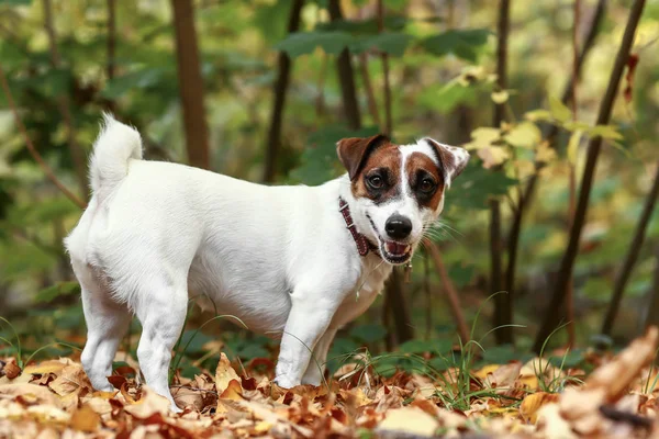 Carino Cane Divertente Nel Parco Autunnale — Foto Stock