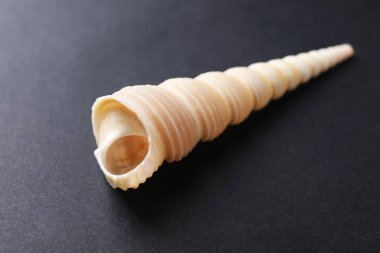 Güzel deniz kabuğu koyu arka plan üzerinde