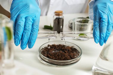 Toprak laboratuvar ile petri çanak içine su dökme bilim adamı