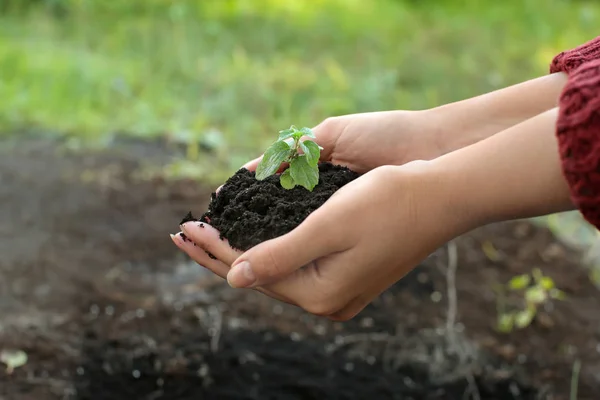 Woman Holding Green Seedling Soil Outdoors — Stock Photo, Image