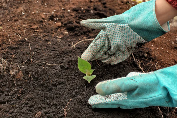 Femeie Plantarea Răsadurilor Verzi Aer Liber — Fotografie, imagine de stoc