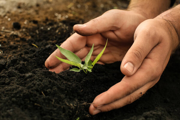 Man planting green seedling outdoors
