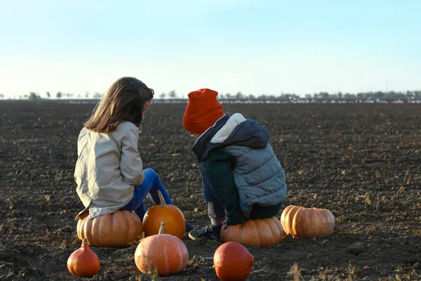 Lindos Niños Pequeños Sentados Calabazas Campo Otoño — Foto de Stock