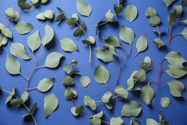 Okaliptüs dalları renk arka plan üzerinde taze yaprakları ile