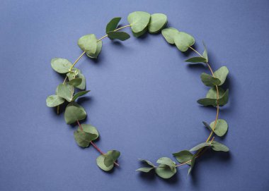 Okaliptüs dalları renk arka plan üzerinde taze yaprakları ile