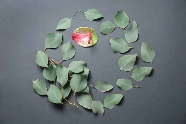 Eucalyptus Leaves Anthurium Flower Grey Background — Stock Photo, Image