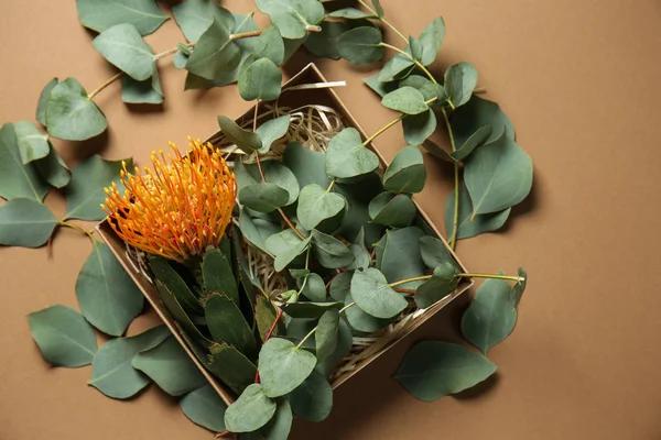 Box Eucalyptus Branches Flower Color Background — Stock Photo, Image