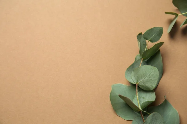 Branche Eucalyptus Avec Feuilles Fraîches Sur Fond Couleur — Photo