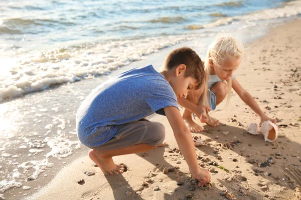 Bambini Piccoli Carini Che Raccolgono Conchiglie Sulla Spiaggia — Foto Stock
