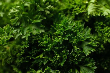Taze aromatik maydanoz, portre