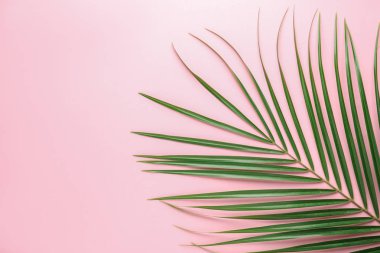 Renkli arka planı yeşil tropikal palmiye yaprağı