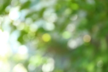 Park içinde ağaç bulanık görünüm