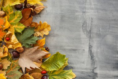 Gri arkaplanda güzel sonbahar yaprakları